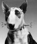 Frankenweenie, de Tim Burton: Remake en marcha